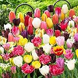 Tutta la miscela di tulipani primaverili, 50 cipolle, tulipani esclusivi dall'Olanda, 15 varietà, resistente all'inverno e pe