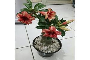 YGHESFDE Planta de rosa del desierto, adenium obesum planta,planta ornamental perenne, apta para plantar en macetas,-3Bulbos-D