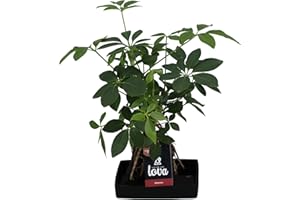Plante d'intérieur de Botanicly – Lova Arbre-Ombrelle en pierre 'Lava 4' comme un ensemble – Hauteur: 48 cm – Schefflera