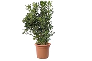 KENTIS - Pittosporum Tobira - Pittosporo - Piante da Siepe Vere Sempreverdi - Pianta da Esterno Giardino Balcone Perenne - H 80-100 cm Vaso Ø 24 cm