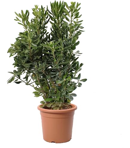 Plante Evodia Tetradium Daniellii - Arbre à Miel Mellifère En Pot 11x11 Cm Hauteur 25-30 Cm