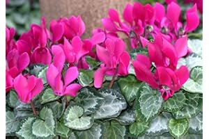 PERAGA GARDEN OFFERTA 3 PIANTE DI CICLAMINI FUCSIA VASO 10CM PIANTE DA ESTERNO