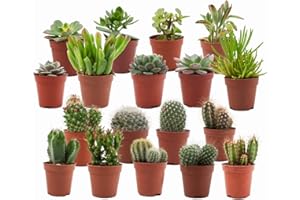 ZynesFlora Cactus et Succulentes Naturelles en pot de fleurs Ø 5.5 cm - Lot de 18 - Hauteur: 5-10 cm - Mélange de Succulentes Petite Variétés Diverses Plantes Grasses d'Intérieur
