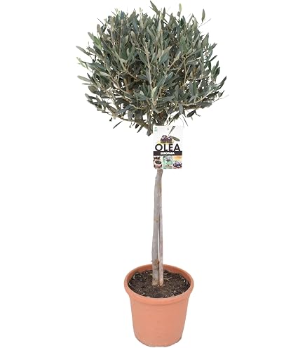 Olivenbaum 160180 cm  Winterhart & Robust  Dicker Stamm  Mediterrane  Deko  Pflegeleicht  Beste Qualitt  Ideal fr Garten, Terrasse & Balkon  : Amazon.de: Garten