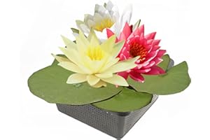 INTERFLOWERS GMBH Echte Seerosen Winterhart im bunten Mix Teich Pflanzen, Aquarium Pflanzen Teichpflanzen im Pflanzkorb Wasserpflanzen Seerose Nymphaeae Anzuchtset Teichpflanzen winterhart (Seerosen Trio)