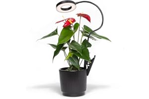 BERGVICH Full Spectrum LED Grow Light for Indoor Plants – Adjustable LED Grow Lights with Timer & Gooseneck – Plant Grow Lamp & Stand for Seedlings, Cactus, Herbs, Vegetables & Houseplants