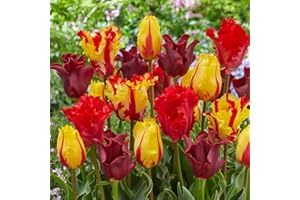 DUTCH BULBS EXCLUSIVE PLANTS FROM HOLLAND Tulipes Red-Orange-Yellow Mix - 20 Bulbes de Fleurs à Planter Exterieur - Plantes Vivaces Exterieur - Rustique - Naturelle Plantes de Hollande (pas de graines, non artificielle)