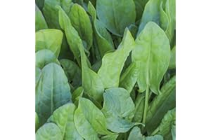 Perfect Plants - Sorrel Garden Herb in a 11cm Pot Garden Ready Herb Plant