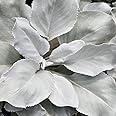 Senecio Angel Wings Evergreen Hardy Outdoor Perennial Garden Plants in Plant Pot (9cm Pot, 15-30cm)