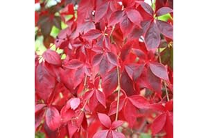 HORTUS PLANTA Parthenocissus quinquefolia - Virginia Creeper - Plant in 10.5 cm Pot