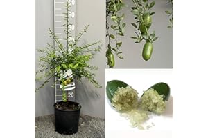 SAVINI VIVAI L'ARTE DI FARE NATURA SAVINI VIVAI Citronnier, Caviar Vert, Faustrime, Agrume, Tilleul, Semis de Citron en Pot, 20 cm Hauteur 50-70 cm 2 Ans de Greffe,