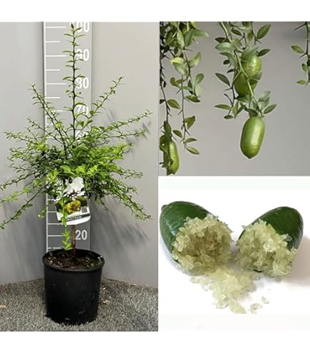 FLORASELF BIO Bosbes Vaccinium corymbosum 'Hortblue Petite' potmaat 3