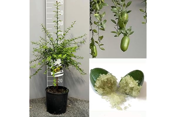 SAVINI VIVAI Citronnier, Caviar Vert, Faustrime, Agrume, Tilleul, Semis de Citron en Pot, 20 cm Hauteur 50-70 cm 2 Ans de Greffe,