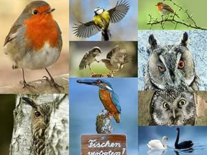 Set De Cartes Postales Oiseaux Avec 9 Cartes Postales Illustrees D Oiseaux Indigenes Amazon Fr Fournitures De Bureau