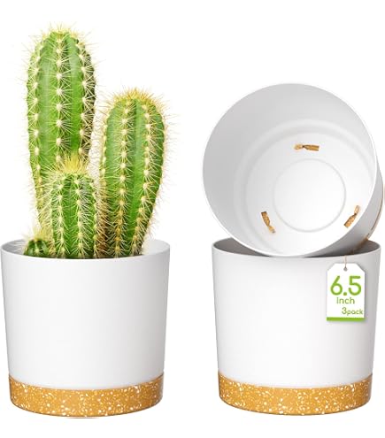 POWERS TO FLOWERS – 2 Fittonie Rosse E Bianche In Vaso 5,5cm – Micro Piante Vere Per Terrarium - 4