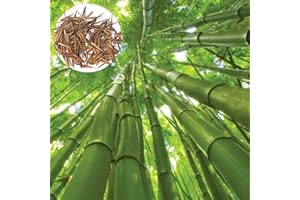 Benoon Semi Di Bambù, 1 Sacchetto Di Semi Di Bambù Semi Ornamentali Naturali Giganti Da Giardino Freschi Per Il Parco Semi di bambù