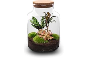 URBANJNGL Terrarium végétal • Palmier Laiteux • Plante de l'écosystème • ↑ 30 cm