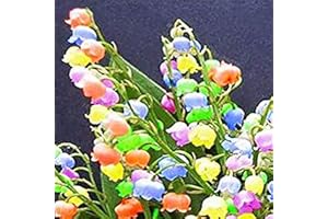 LAMPHLE 100 piezas de semillas de flores anuales embellecen semillas de orquídeas de campana de alta germinación para exteriores Multicolor