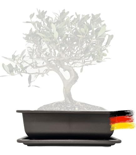 bambus grtnereien Heiliger Bambus 'Gulf Stream' / Nandina domestica 'Gulf Stream' online  kaufen