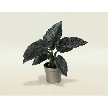 pothos variegata Pothos Albo