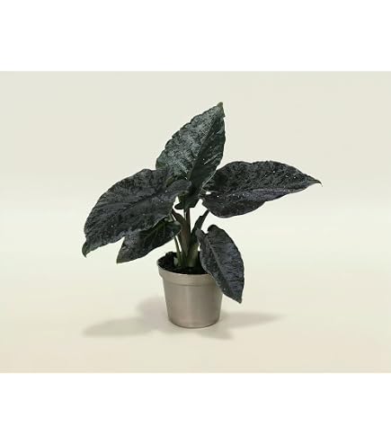 NatureHolic Zimmerpflanze Anthurium Queen of Hearts - tropische  Blattschmuckpflanze - groe dunkelgrne herzfrmige Bltter - Pflegeleichte  echte Pflanze : Amazon.de: Garten