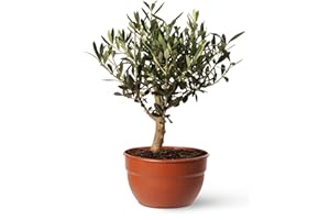 Olivo u Olea Europea | Planta natural ideal para exterior con altura 30-40 cm en maceta tipo tarrina 19ø | April Plants