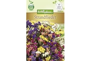 N.L. CHRESTENSEN Chrestensen Strandflieder 'Mischung'