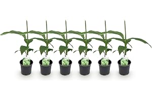 Fruktplanta - Bananplanta - Musa Basjoo - Hardy