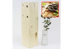 FINCA CASAREJO Alberi di carrubo - Alberi robusti che resistono a condizioni aride - Giovani germogli di 30 cm ricevuti in una scatola di legno riutilizzabile - 1 unità