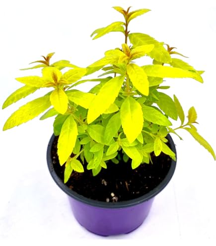 scindapsus variegata Scindapsus silver satin variegated v2