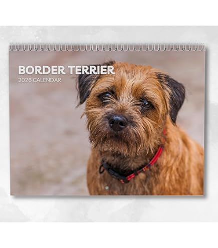 Border Terrier Kalender 2026: Prachtige Foto's Voor Jou