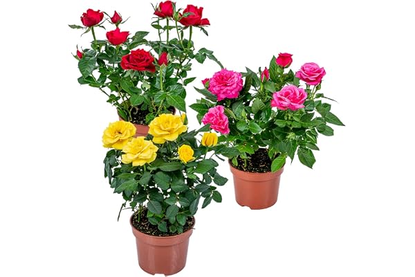 Bloomique - Lot de 3 - Rosiers Nains - Rouge, Jaune, Rose - Plantes d’intérieur & extérieur - Terrasse & Jardin - Rustique - Hauteur 20-30 cm - Pot 12 cm