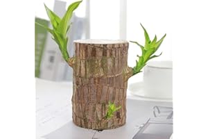 CHENRI Mini Brazil Lucky Wood, Brazilian Wood, Hydroponic Potted Stump Mini Plant, Lucky Wood Plant, Brazilian Wood Plant, Brazilian Lucky Wood, Four Seasons Potted Plant for Indoor Office Desk (A)