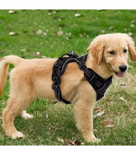 Atmungsaktives Hundegeschirr Mit Griff – Reflektierend, Kein Ziehen, Für Kleine & Mittlere Hunde