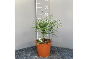 SAVINI VIVAI L'ARTE DI FARE NATURA SAVINI VIVAI Citronnier, Caviar Jaune, Agrume, Tilleul, Semis de Citron en Pot, 20 cm Hauteur 50-70 cm 2 Ans de Greffe, Fabriqué en Italie