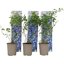 Plant In A Box - Rubus 'Baie De Tay' - Set De 3 Plants, Hybride Mûre-Framboise, Pot 9cm