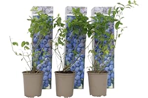 Plant in a Box - Arándano - Set de 3 - Vaccinium corymbosum resistente - Maceta 9cm - Altura 25-40cm