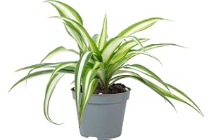 FLOWERBOX Plante d'intérieur facile d'entretien, Chlorophytum Comosum Variegata, hauteur : environ 15 cm, diamètre du pot : 6 cm