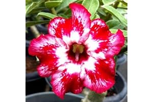 FKGNQS WüStenrosenknolle-Winterhart MehrjäHrig,Wüstenrose Pflanze Im Topf,Wüstenrose Rhizome,WüStenrose Pflanze,Adenium Obesum Pflanze,WüStenrose Kaufen,Bonsai-Pflanzen-2knolle-d