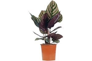 GARDENERSDREAM Pinstripe Calathea Ornata - Indoor Houseplant for Home or Office - Potted Air Purifying Plants for Small and Large Spaces - Vibrant Foliage Leaves (40-50cm Incl. Pot)
