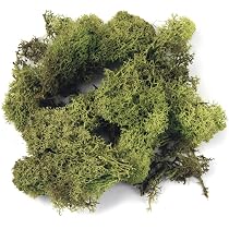 Rayher Mousse Naturelle séchée, Vert, 1 Sachet, 100g, en Tapis