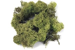 Rayher 8503211 Mousse d'Islande décorative, pour diverses idées de déco, sct 100 g, vert clair