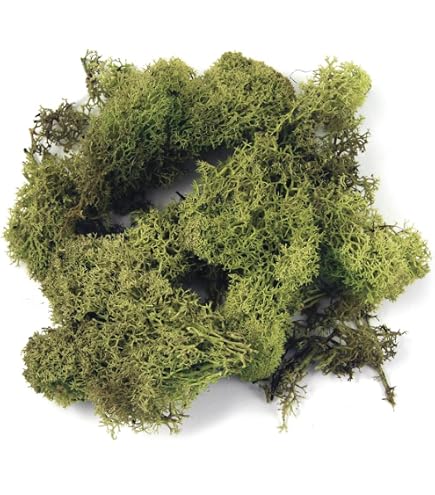 Noch Lichen Automne Vert – Assortiment De Mousse – Échelles G, O, H0, TT, N, Z – Pour Modélisme Ferroviaire