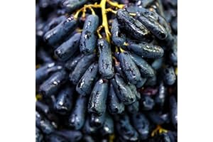 ZZNCHH Ggrape Bare Root, Excellent Display,Good for Containers Finger Grape Root, Grape Vine Plant-2 Roots-E