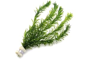 5 ELODEA DENSA - 1 Bunch Oxygenating Weed Live Pond Plant Water Aquarium Aquatic Plants Egeria K2aqua
