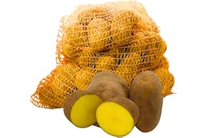 ‎FRUCHTVERSAND24 FRUCHTVERSAND24® Speisekartoffeln Glorietta 12,5kg | sehr festkochend & gelbfleischig | Ideal für Back- & Bratkartoffeln, Kartoffelsalat | fein und aromatisch, tiefgelbe Fleischfarbe