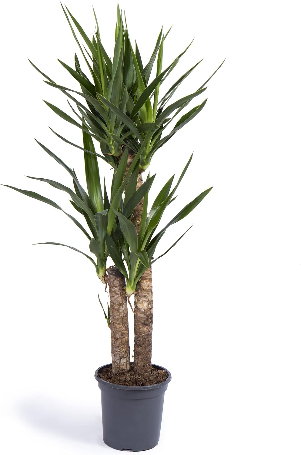 Cool Green - Planta natural interior - Yuca Mediana | Decoracion hogar
