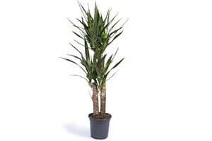 Cool Green - Planta natural interior - Yuca Mediana | Decoracion hogar