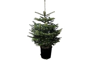 WEIHNACHTSBAUMLAND Nordmanntanne im Topf gewachsen Weihnachtsbaum ideal zum Einpflanzen (120-140cm)