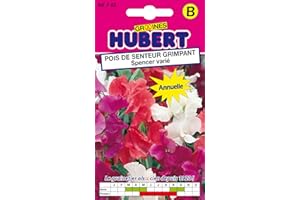 GRAINES HUBERT SEMENCES & ENGRAIS MAIROL Graines de Pois de senteur grimpant Spencer varié - 3 grammes